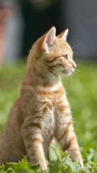 A Brief History of Cat Travel 8