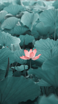 Summer in Ancient Poems 91