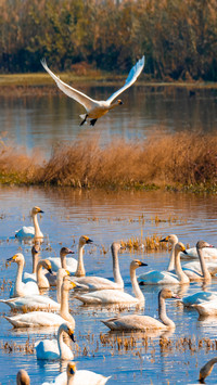 Swan south dongting