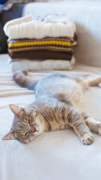 Cute cat sleeping on the bed