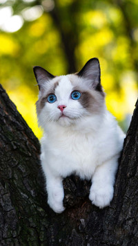 猫咪的奇特审美