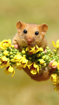 Cute hamster-02
