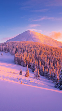 Landscape With A Mountain Top And Spruce Forest