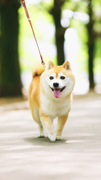 表情帝小柴犬