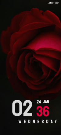 Single Red Rose