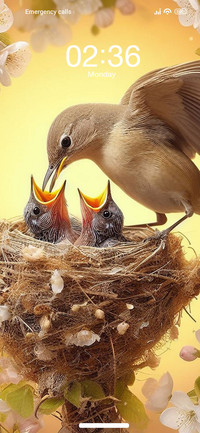 Bird Feeding