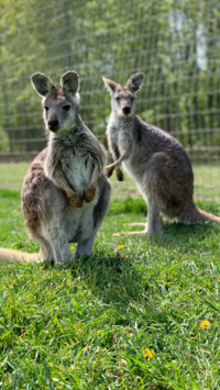 Australia (8)