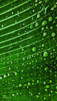Panorama of wet leaves in india