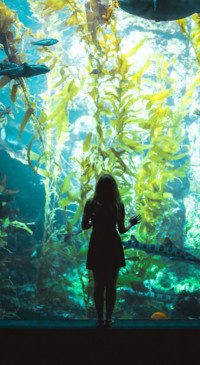 Fantasy World  (11)