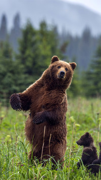 Big bear who can practice yoga 01