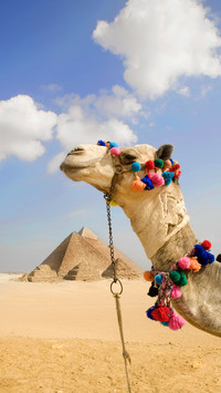 International-Camel