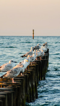 Seagulls on the German coast