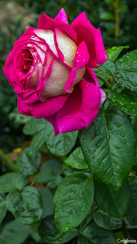 flower (6)