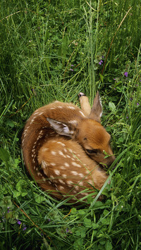 International-Deer