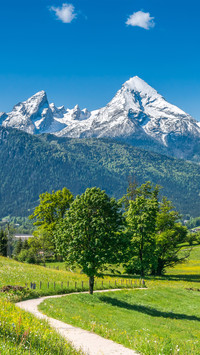Landscape vegetation