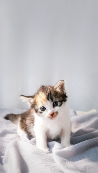 Cats are used as pets and friends to play with at home