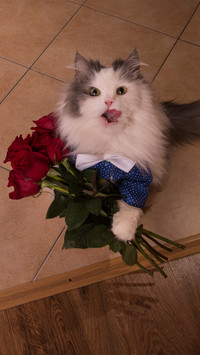 Lovely pet-06