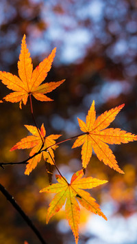 Beginning of Autumn