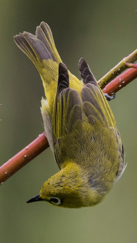 Japanese whiteeye