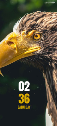 Wild Eagle