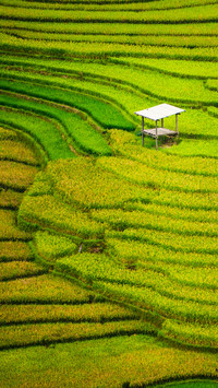 Terraces in Yunnan