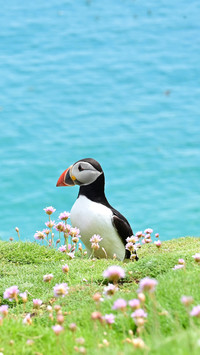 Atlantic puffin