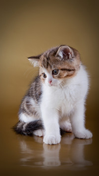 Curious Kitty in Golden Glow