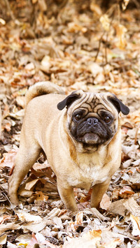 Dog (20)