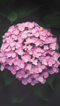Spring (2)