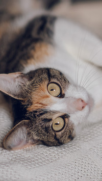 The domestic cat on the bed