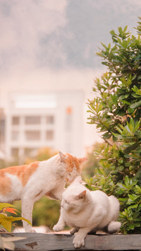 Why can others find cats