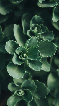 Flowers and plants