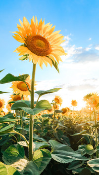 beautiful flower-03