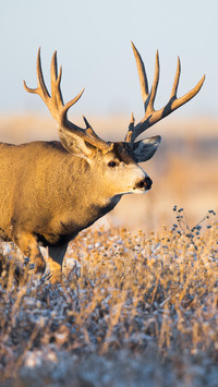 Mule deer on the grassland