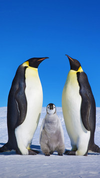 Survival crisis faced by penguins 73