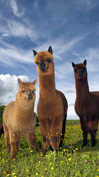 The worlds most exotic animal 18