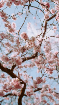 Spring (16)