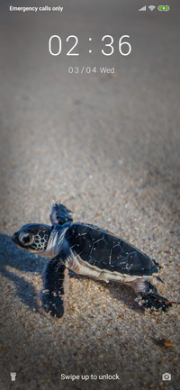 BabyTurtle_3MDS