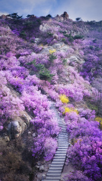 Famous sea viewing mountains in Qingdao 74
