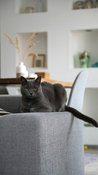 猫咪的记忆力有多长
