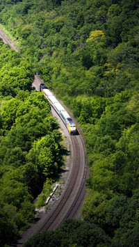 The train passes through the coniferous forest.