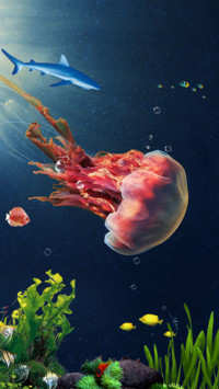水母