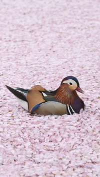 What a beautiful mandarin duck playing in the water Figure 7