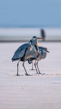 How important is the ecology of birds
