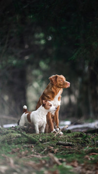 Dog521