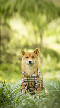 Pets will also get covid19