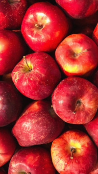 fruit