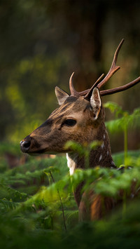 The deer hidden in the forest