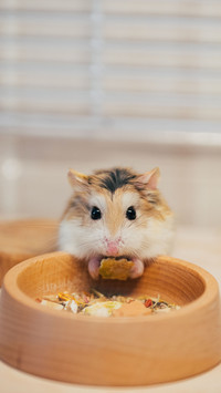 Two or three things about the little hamster