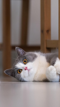 小猫咪的雷区有哪些